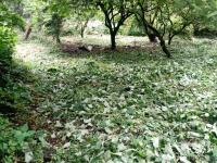 Terreno en venta en Santo Domingo Ocotitlán, Tepoztlán — foto 2 de 8