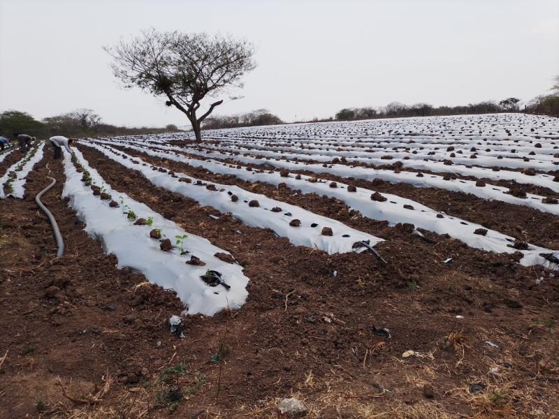 Terreno en venta en El Lencero, Emiliano Zapata — foto 1 de 35