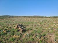 Terreno en venta en Jiquilpan de Juarez Centro, Jiquilpan — foto 3 de 22