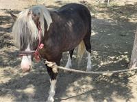 Finca-Rancho en venta en San Francisco del Progreso, Parras — foto 2 de 20
