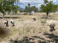 Finca-Rancho en venta en San Francisco del Progreso, Parras — foto 3 de 20
