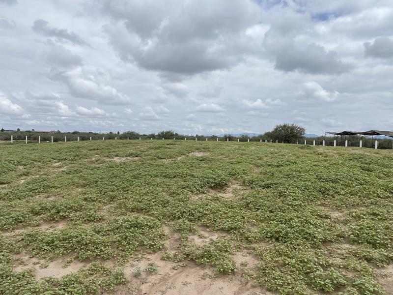Terreno en Venta en Mieleras, Torreón, Coahuila de Zaragoza