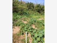 Terreno en renta en Banus, Alvarado — foto 2 de 11