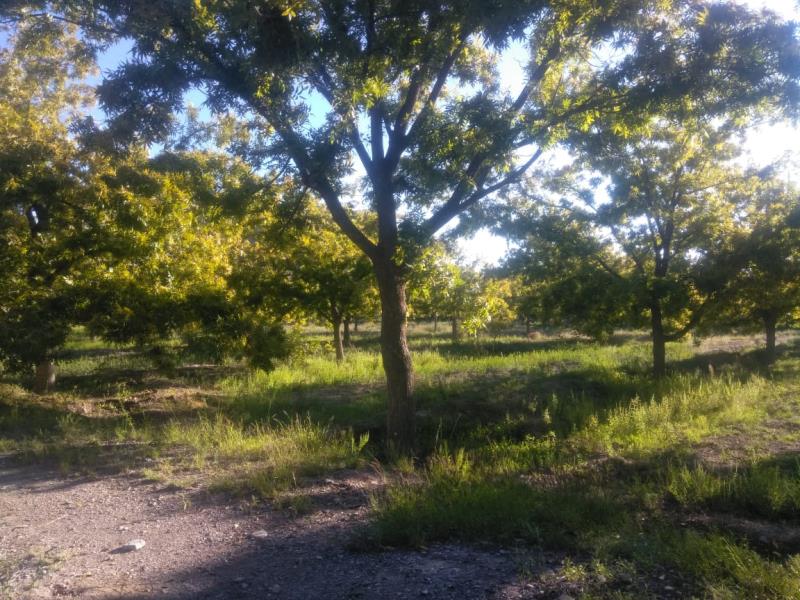 Finca-Rancho en venta en Agua de los Padres, Parras — foto 1 de 23