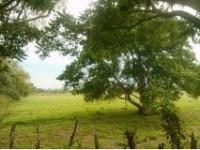 Finca-Rancho en venta en La Huasteca 1ra. Sección, Centro — foto 3 de 9