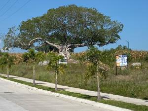 Terreno en renta en Santa Fe, Villa de Álvarez — foto 2 de 5