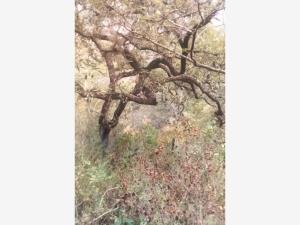 Terreno en venta en Centro, Pinal de Amoles — foto 2 de 19