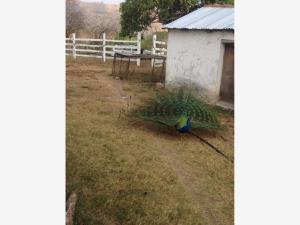 Finca-Rancho en venta en Lázaro Cárdenas, Cintalapa de Figueroa — foto 3 de 59
