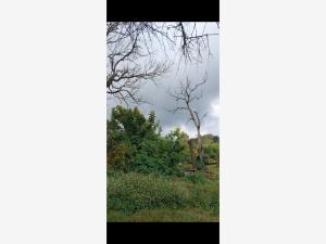 Finca-Rancho en venta en El Naranjal, Villa de Álvarez — foto 3 de 15