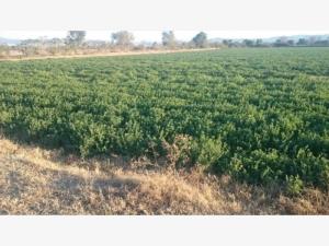 Terreno en venta en Amexhe, Apaseo El Grande — foto 3 de 6