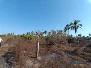Terreno en venta en Barra de Potosí, Petatlán — foto 3 de 6