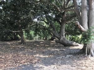 Terreno en venta en Paso Colorado, Boca del Río — foto 3 de 4