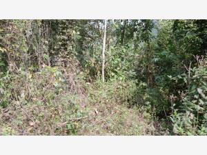 Terreno en venta en La Isla (Kilómetro 10), Tihuatlán — foto 2 de 3