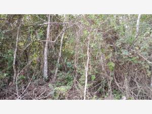 Terreno en venta en La Isla (Kilómetro 10), Tihuatlán — foto 3 de 3