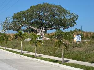 Terreno en renta en Real Santa Fe, Villa de Álvarez — foto 2 de 5