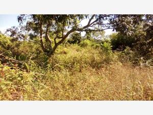 Terreno en venta en La Isla (Kilómetro 10), Tihuatlán — foto 3 de 10