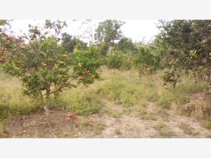 Terreno en venta en La Isla (Kilómetro 10), Tihuatlán — foto 2 de 8