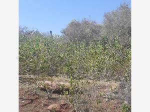 Terreno en venta en Lagunillas, Lagunillas — foto 2 de 8