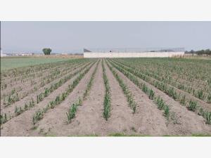 Terreno en venta en San Miguel Totocuitlapilco, Metepec — foto 2 de 2