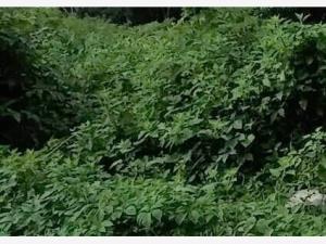 Terreno en venta en Jardines de Tlayacapan, Tlayacapan — foto 2 de 7