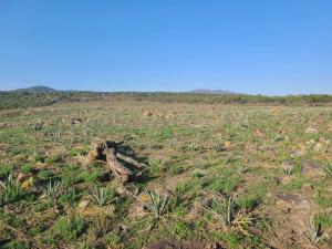 Terreno en venta en Jiquilpan de Juarez Centro, Jiquilpan — foto 3 de 17