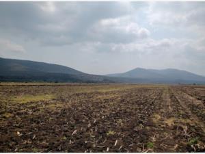 Terreno en renta en El Órgano, San Ciro de Acosta — foto 2 de 12