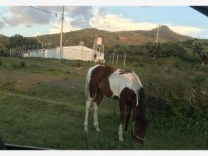 Terreno en renta en El Contza, Santiago de Anaya — foto 3 de 22