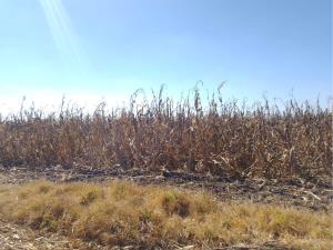 Terreno en venta en San Miguel Totocuitlapilco, Metepec — foto 2 de 2