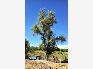 Finca-Rancho en venta en Lerdo Centro, Lerdo, Durango