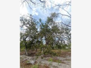 Terreno en venta en Parras de la Fuente Centro, Parras — foto 3 de 7