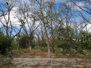 Terreno en venta en Parras de la Fuente Centro, Parras, Coahuila de Zaragoza Terreno en venta en Parras de la Fuente Centro, Parras, Coahuila de Zaragoza