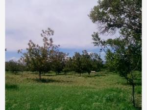 Terreno en venta en La Goma, Lerdo — foto 3 de 4