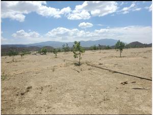 Terreno en venta en Rogelio Montemayor, Parras — foto 3 de 15