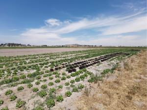 Terreno en venta en Chipilo de Francisco Javier Mina, San Gregorio Atzompa — foto 3 de 7