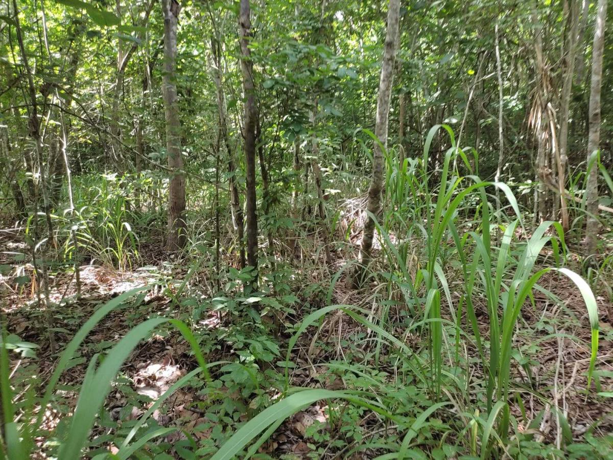 Terreno en venta en San Arturo, Tizimín — foto 1 de 21