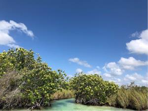 Terreno en venta en Andres Quintana Roo, Felipe Carrillo Puerto — foto 3 de 5