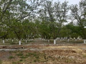 Terreno en venta en Parras de la Fuente Centro, Parras — foto 2 de 8