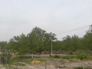Terreno en venta en Parras de la Fuente Centro, Parras — foto 3 de 8