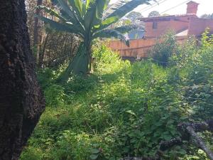 Terreno en venta en Avandaro, Valle de Bravo — foto 3 de 5