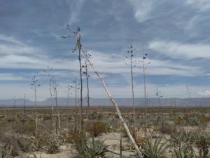 Finca-Rancho en venta en Santa Teresa de Sofía, Cuatro Ciénegas — foto 2 de 4