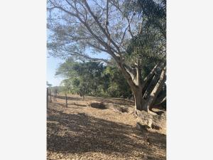 Terreno en venta en El Chico, Emiliano Zapata — foto 3 de 11