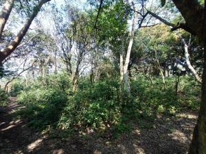 Terreno en venta en La Aguada, Alvarado — foto 3 de 8