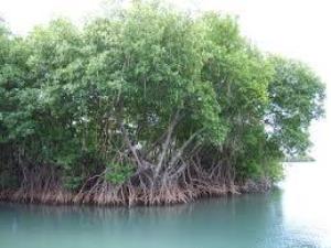 Terreno en venta en San Felipe Bacalar, Bacalar — foto 3 de 11