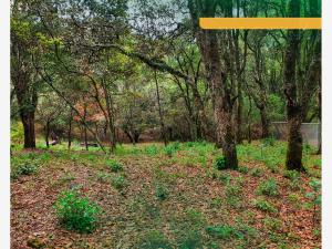 Terreno en venta en Mineral del Monte Centro, Mineral del Monte — foto 3 de 6