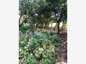 Terreno en venta en La Aguada, Alvarado — foto 3 de 5