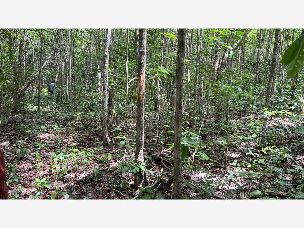 Terreno en venta en Buenavista, Bacalar — foto 1 de 5