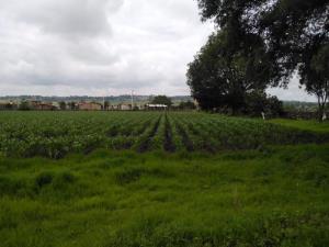 Finca-Rancho en venta en Galindillo, Amealco de Bonfil — foto 2 de 13