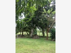Terreno en venta en Riachuelo, Tecolutla — foto 3 de 17