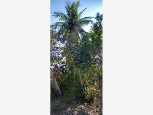 Terreno en venta en Chacahua, Villa de Tututepec — foto 2 de 8