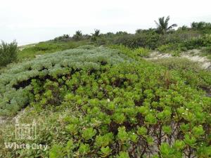 Terreno en venta en El Cuyo, Tizimín — foto 2 de 8